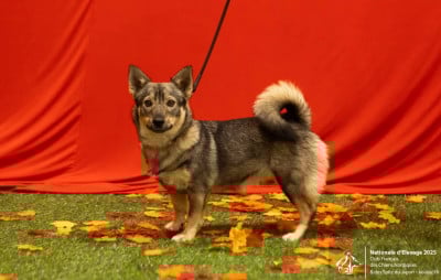 Étalon Spitz des Visigoths - Vanaheim Freya Des Gardiens De Talbes