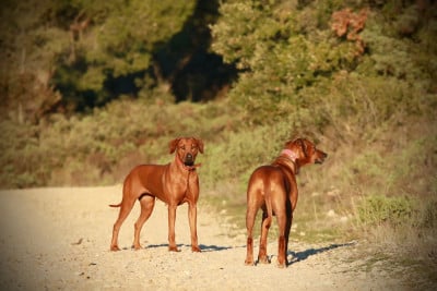 Étalon Rhodesian Ridgeback - Pretoria de la noche toledana