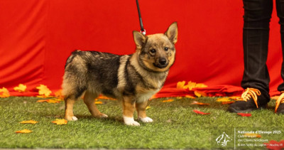 Étalon Spitz des Visigoths - Asgard Odin de la tourbière des dauges