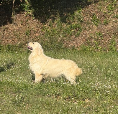 Étalon Golden Retriever - Ultraclasse De La Lagune De Montdesir