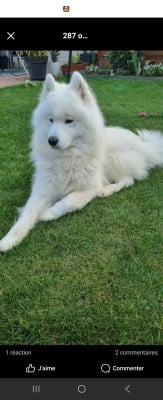 THIAGO Titre Initial