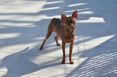 Étalon Russkiy Toy (Petit Chien Russe) - Anaiya doch' Karta De L'Empire Du Toy