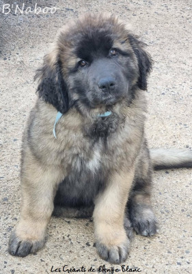 Étalon Leonberger - B'Naboo Ideal Love des Géants de l'Ange Blanc