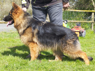 Étalon Berger Allemand - Ushka du marais de Lilou