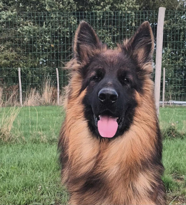 Étalon Berger Allemand - Valmy du Domaine du Val D'Aulnoy