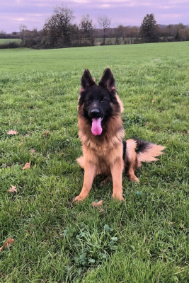 Étalon Berger Allemand - Viana de Font Martinier