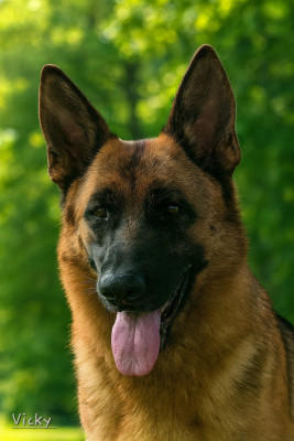 Étalon Berger Allemand - Vicky Du Logis De Caline