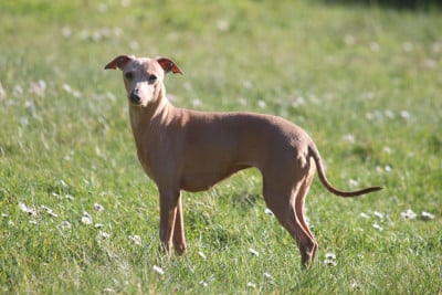 CH. THALLIA Du Haut Chignaguet