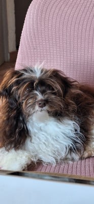 Étalon Bichon Havanais - Aloé O P'tit Havanais Gourmand