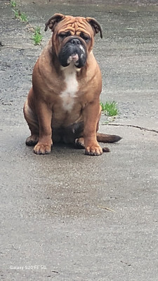 Étalon Bulldog continental - Vicky de la vallée de Saint Georges