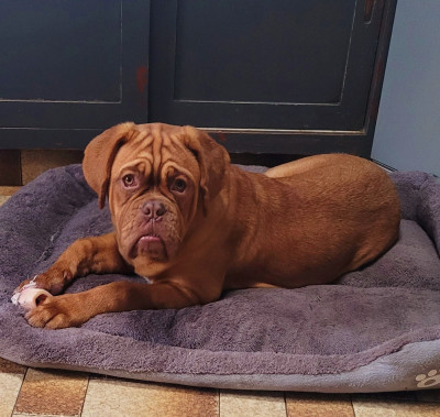 Étalon Dogue de Bordeaux - ANEMONE de la vallée de Saint Georges
