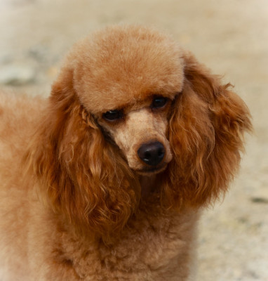 Étalon Caniche - Ulhan des Loves De Celia