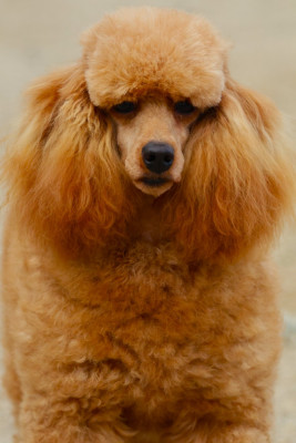 Étalon Caniche - Sensationnel Fabien de jye