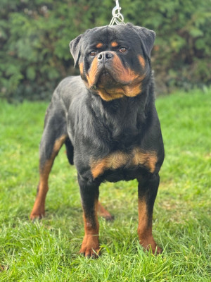 Étalon Rottweiler - viking Des Rotts D'enowill