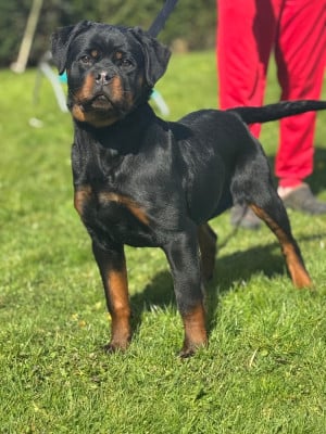 Étalon Rottweiler - Armor Des Rotts D'enowill