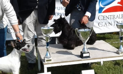Étalon Scottish Terrier - ONLY THE GUV'NOR GATERIN (Sans Affixe)