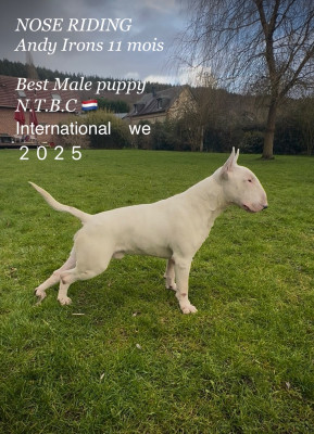 Étalon Bull Terrier - Nose Riding Andy Irons