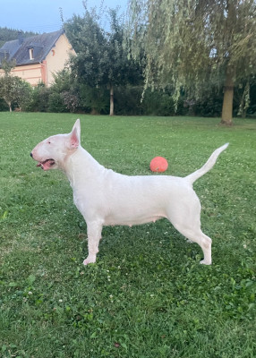 Étalon Bull Terrier - rebelside Sissi