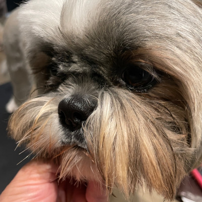 Étalon Shih Tzu - Valentine The Tresors by Lou