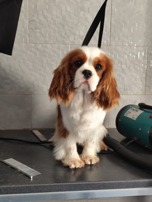 Étalon Cavalier King Charles Spaniel - Altesse Royale Du Castel Des Petits Coeurs