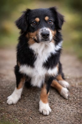 Étalon Berger Australien - Veinna Du Domaine Des Belles Aubois