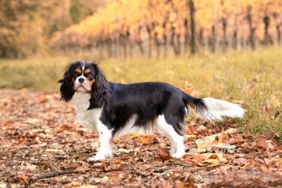 Étalon Cavalier King Charles Spaniel - Vesta (Sans Affixe)