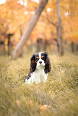 Étalon Cavalier King Charles Spaniel - Vaïka De L'Etoile Du Verger