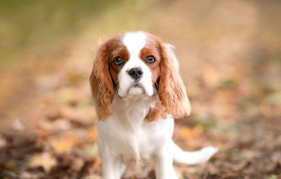 Étalon Cavalier King Charles Spaniel - Athéna (Sans Affixe)