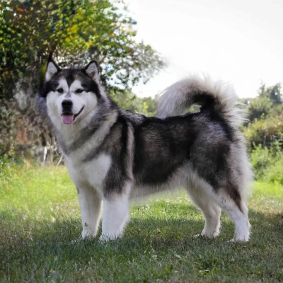 Nooak Snow Rokwaho Naika