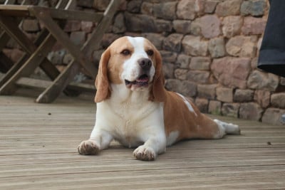 Étalon Beagle - Uno Du Paradis d'Anais