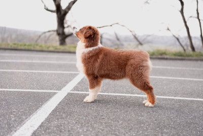 Étalon Berger Australien - Amore E Felicita De La Légende De Lorelei