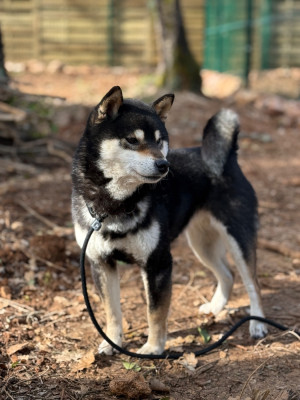 Étalon Shiba - Tsuya Kuro De La Vallée Des Loges