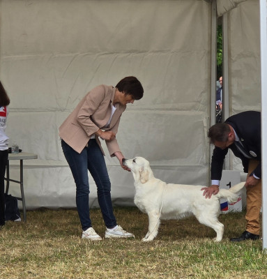Étalon Golden Retriever - Violette De La Tribu Des Tam Tam