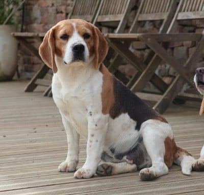 Étalon Beagle - Rikiki De Goute Agude