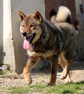 Étalon Shiba - Ades Des Brumes de Brocéliande