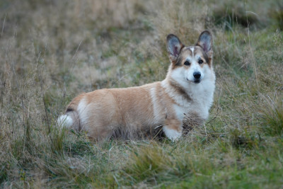 Étalon Welsh Corgi Pembroke - Utopie UZEM BACHLA