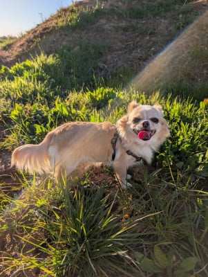 Étalon Chihuahua - Tchad De Doukywa