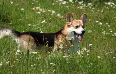 Étalon Welsh Corgi Pembroke - Rothko UZEM BACHLA