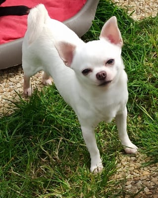 Étalon Chihuahua - Oleyna De L'eclipse Du J'gembad