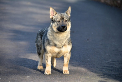 Étalon Spitz des Visigoths - Venom Des Gardiens De Talbes