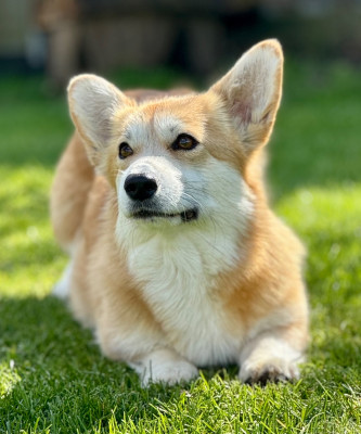 Étalon Welsh Corgi Pembroke - VAL De Jaykay Land