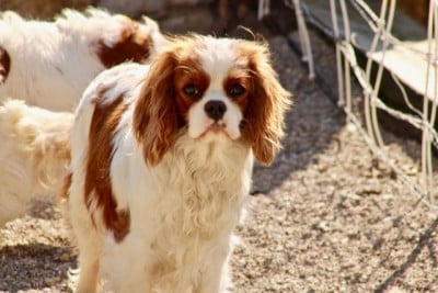 VENISE de la Bastide du Jas de Jeromes