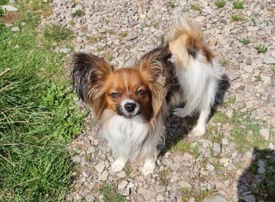 Étalon Epagneul nain Continental (Papillon) - embrace the sun u'iris