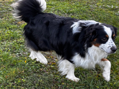 Étalon Berger Américain Miniature - Vent de liberté Viking des Romarins de Mayerling