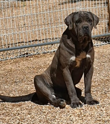 Étalon Cane Corso - Thalys De L'Univers De Kerplanque