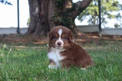 Étalon Berger Australien - A Vos marques, prêts, partez Du Clos Du Rêve D'une Vie