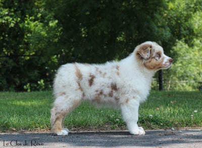 Étalon Berger Australien - Avengers Iron Man Du Clos Du Rêve D'une Vie