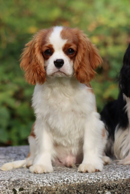 Étalon Cavalier King Charles Spaniel - AXL ROSE de la Dynastie d'Orkhan