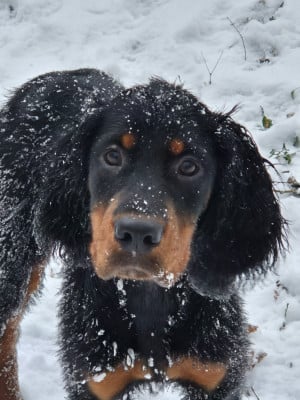 Étalon Setter Gordon - Ambre De La Pierre De Lave