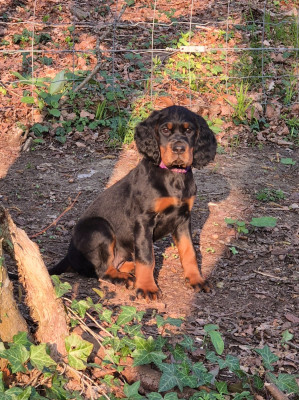 Étalon Setter Gordon - Black Pearl De La Pierre De Lave